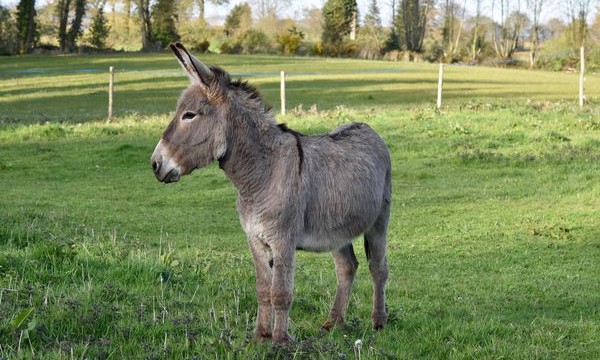 Une Nesse Retrouve Avec Les Oreilles Coupes Avec Une Scie De Boucher